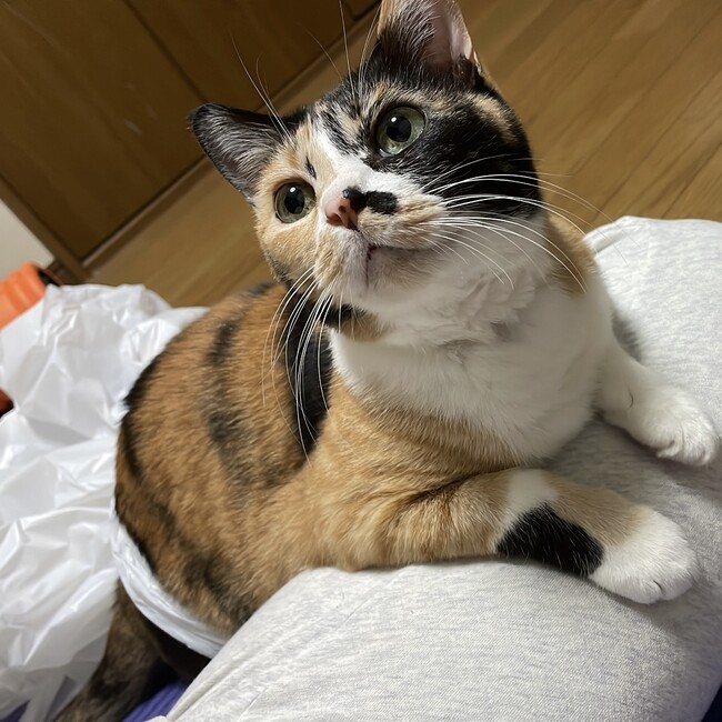 ぱるとろのカバー写真