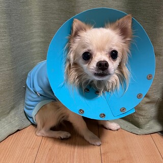 好奇心旺盛な小さな男の子♂推定4歳