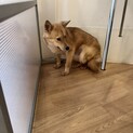 3ヶ月保健所で頑張りました。