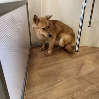 3ヶ月保健所で頑張りました。