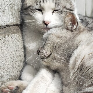 「アメ吉＆メアリ」❤ペア譲渡希望❤サバトラ兄妹