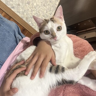 去勢しました！7ヶ月くらいのメス猫です！