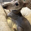 甘えん坊イタグレちゃん