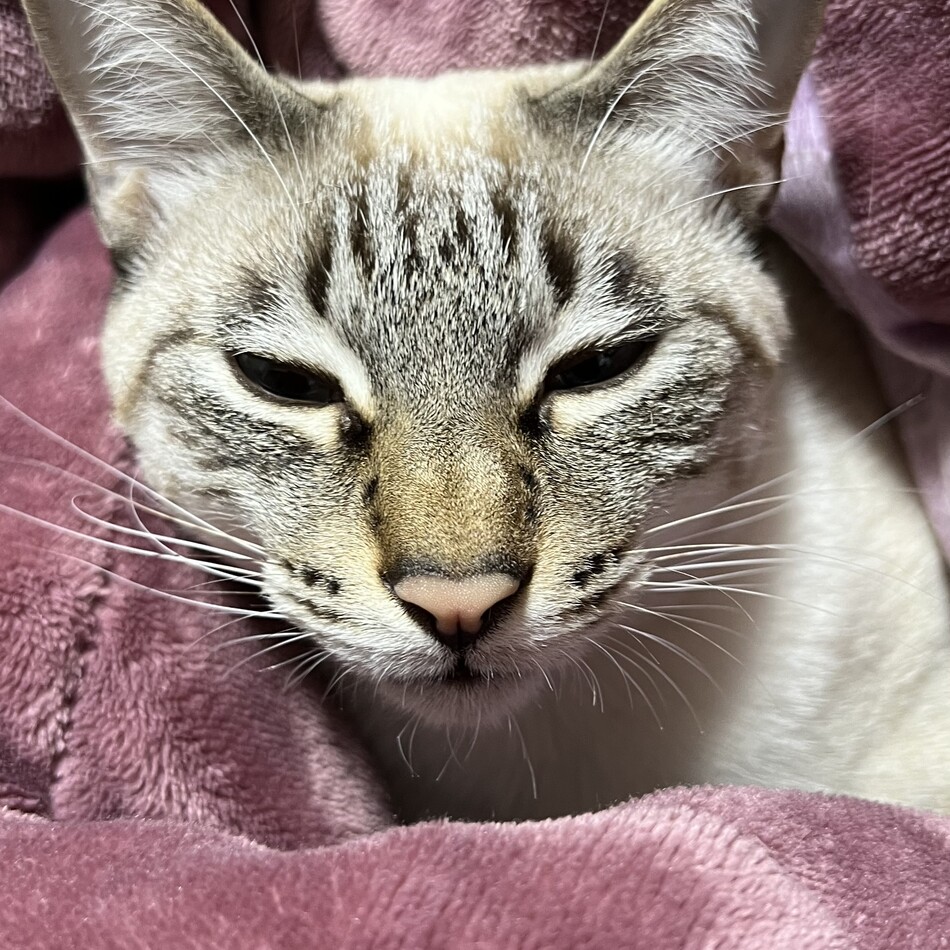 スノーのカバー写真