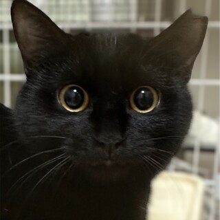 1/21赤羽保護猫譲渡会♡えまちゃん黒猫にゃん☆彡