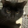 1/21赤羽保護猫譲渡会♡えまちゃん黒猫にゃん☆彡 サムネイル2