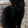 1/21赤羽保護猫譲渡会♡えまちゃん黒猫にゃん☆彡 サムネイル4