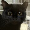 1/21赤羽保護猫譲渡会♡えまちゃん黒猫にゃん☆彡 サムネイル3