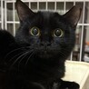 1/21赤羽保護猫譲渡会♡えまちゃん黒猫にゃん☆彡 サムネイル5