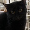 1/21赤羽保護猫譲渡会♡えまちゃん黒猫にゃん☆彡 サムネイル6