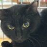 1/21赤羽保護猫譲渡会♡えまちゃん黒猫にゃん☆彡 サムネイル7