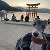 むっくっく