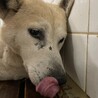 センター収容期限があり23日まで殺処分対象です サムネイル2