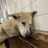 センター収容期限があり23日まで殺処分対象です サムネイル3