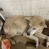 センター収容期限があり23日まで殺処分対象です サムネイル4