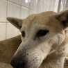 センター収容期限があり23日まで殺処分対象です サムネイル5