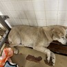 センター収容期限があり23日まで殺処分対象です サムネイル6