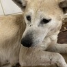 センター収容期限があり23日まで殺処分対象です サムネイル7