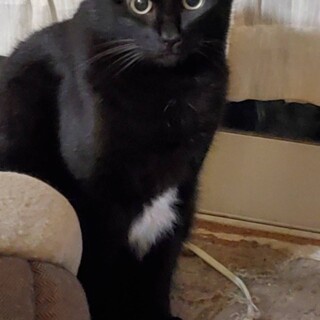 食いしん坊黒猫