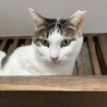 サバ白　女の子　5歳　ラスカちゃん サムネイル2