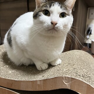 サバ白　女の子　5歳　ラスカちゃん