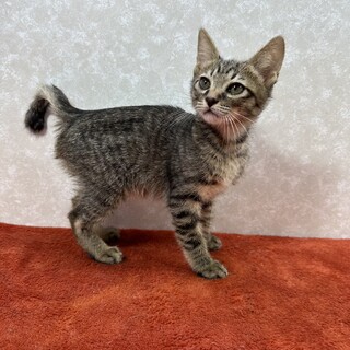 ダヤントリオのムードメーカー❤張り切りダヤン