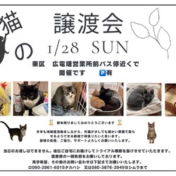 保護ねこ☆小さな譲渡会