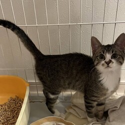 保護ねこ☆小さな譲渡会 サムネイル2