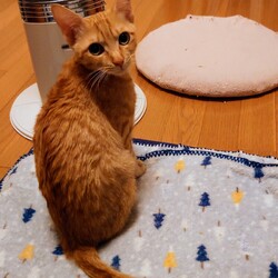 保護ねこ☆小さな譲渡会 サムネイル3