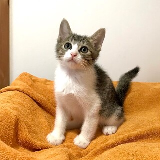 【お見合い随時】人慣れ抜群の甘えん坊★めだか