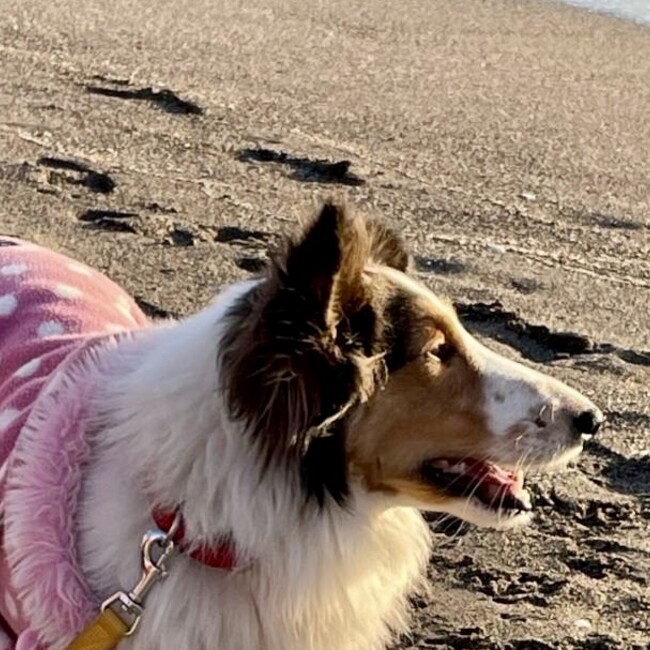 シェルティ・レスキューのカバー写真