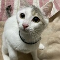 ほぼ白やんちゃ男子の家族探し♪