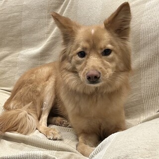 可憐女子　ネネ