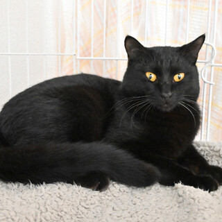 カギ：ナデナデされるとヘソ天に！