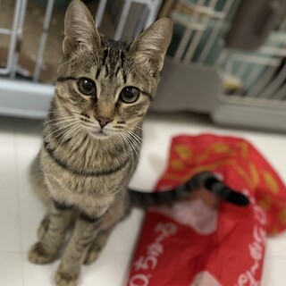 抱っこもできる甘えん坊なスズメちゃん