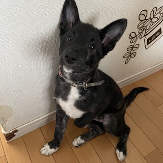 とっても甘えたさんのみのり❤️野犬にも家族を
