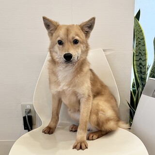 生後約6ヶ月　保健所より保護しました