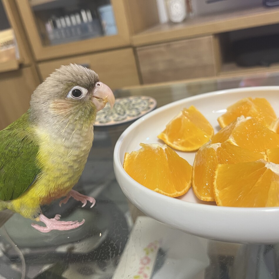 鳳梨（ほうり、ほーちゃん）のカバー写真