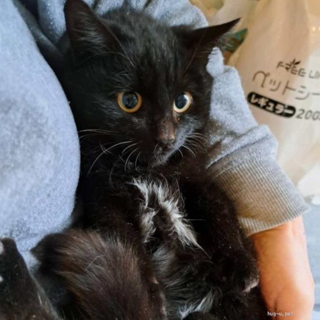 やんちゃ中毛黒猫5か月ま」東京都 - 猫の里親募集(481649) 1枚目の