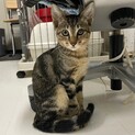 ウリ坊みたいな柄がかわいいモズくん
