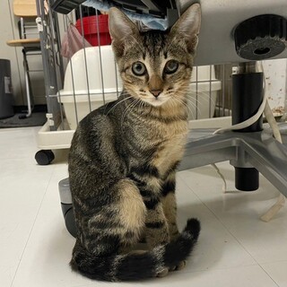 ウリ坊みたいな柄がかわいいモズくん