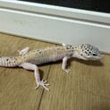 レオパ　ヒョウモントカゲモドキ　レオパードゲッコー