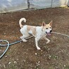 ちょこまか若さん