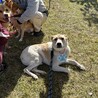 ちょこまか若さん サムネイル2