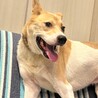 ちょこまか若さん サムネイル4