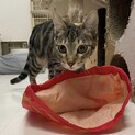 大きなキリッとした目がチャームポイントのヒワちゃん