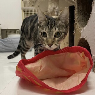 大きなキリッとした目がチャームポイントのヒワちゃん