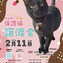 ほごっこ子猫の譲渡会（予約制）