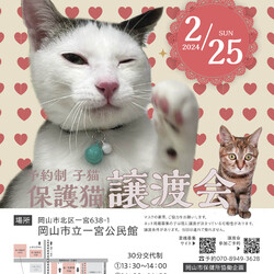 ほごっこ子猫の譲渡会（予約制）