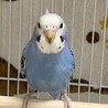 きゅいちゃんのママ
